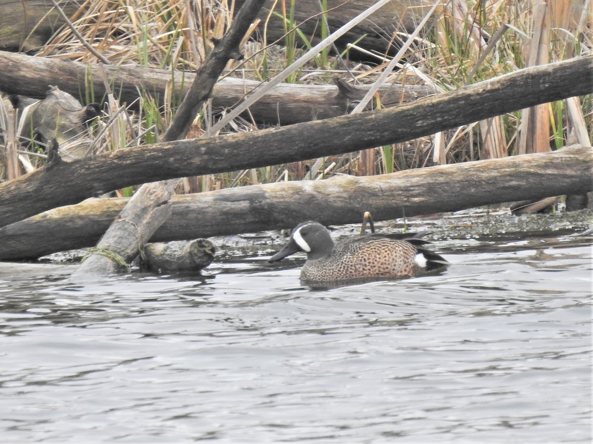Blue-winged Teal - ML444758211