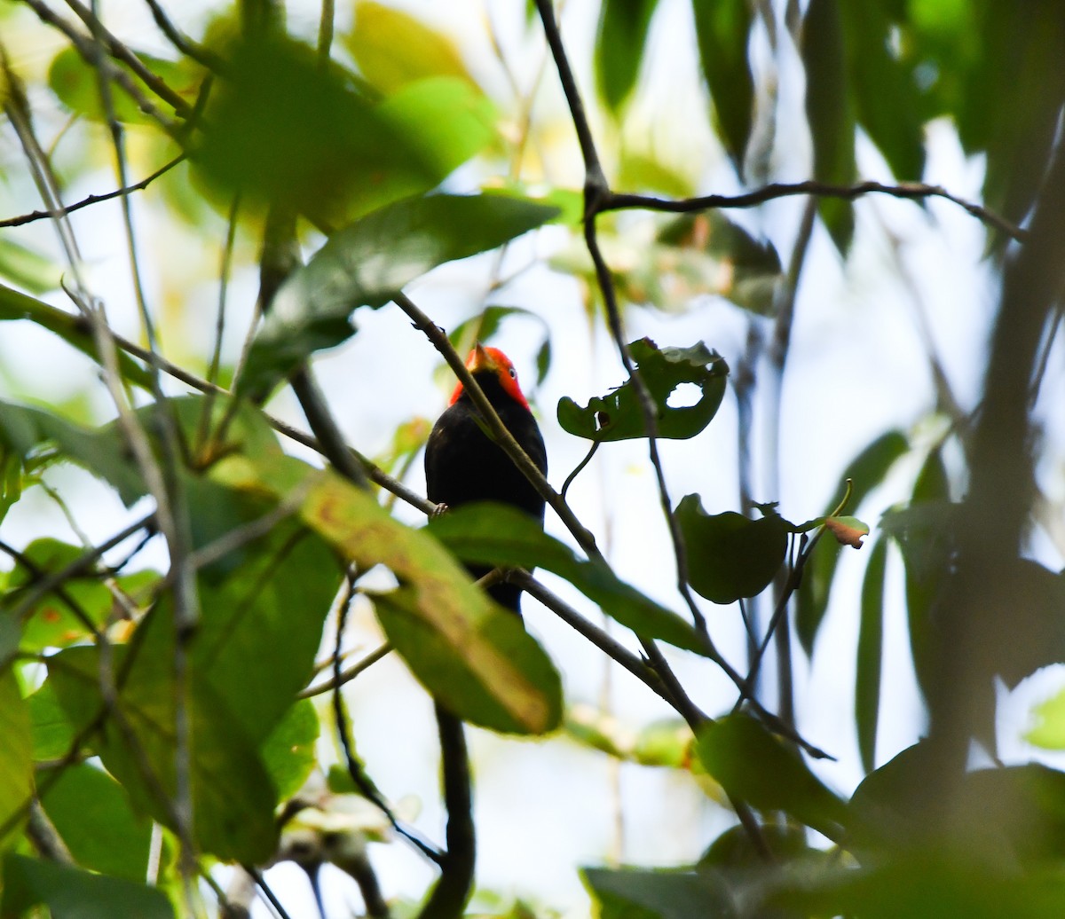 Red-capped Manakin - ML444759851
