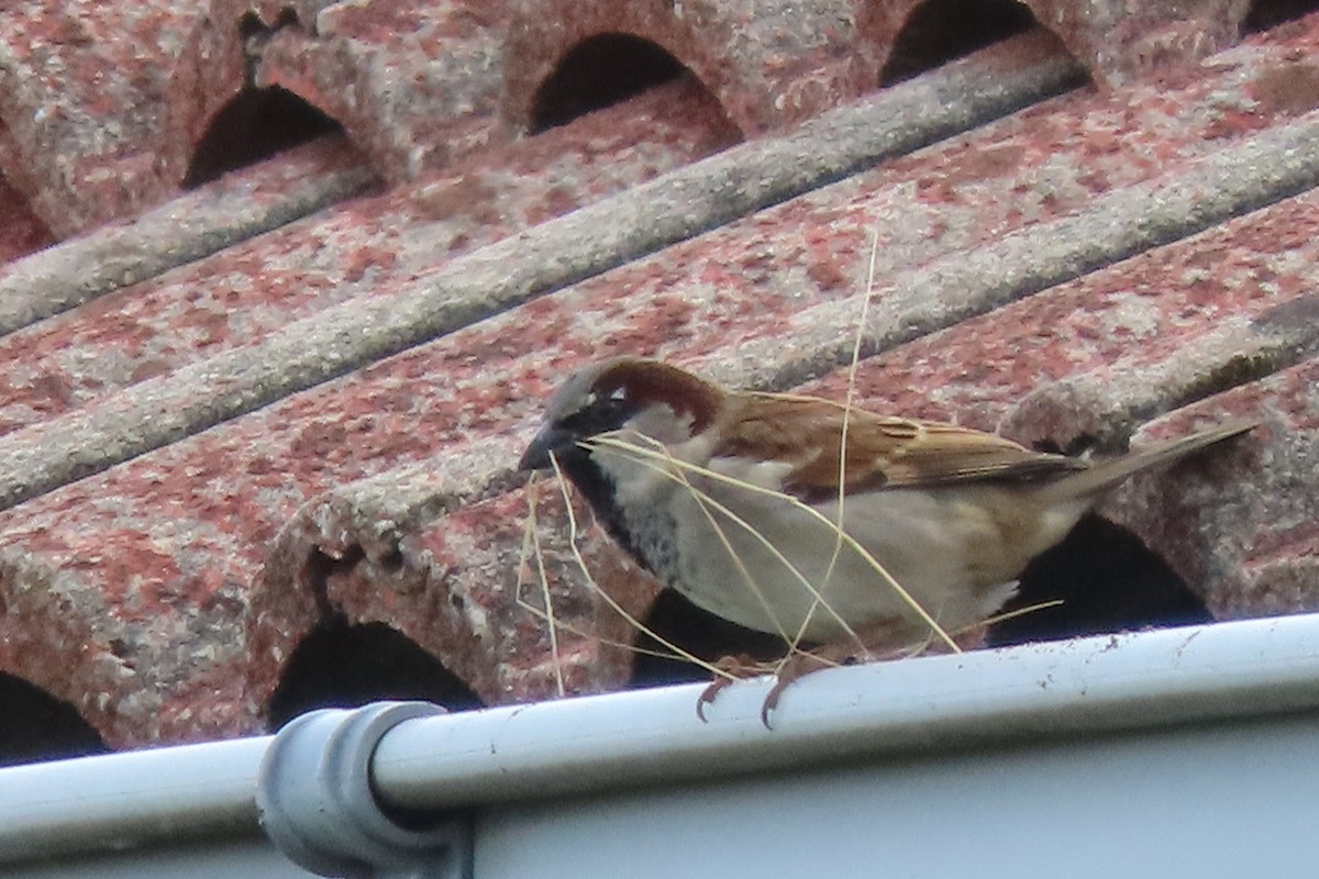 House Sparrow - ML444762041