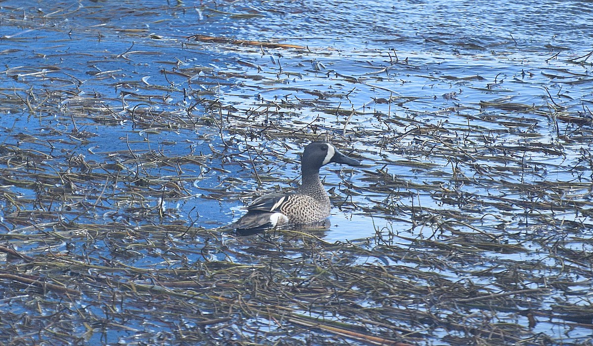 Blue-winged Teal - ML444765691