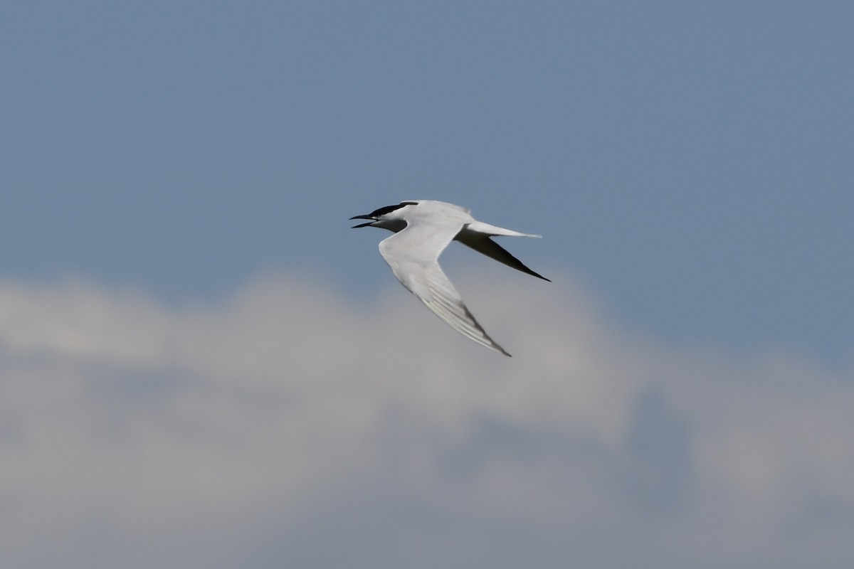 Gull-billed Tern - ML444766241