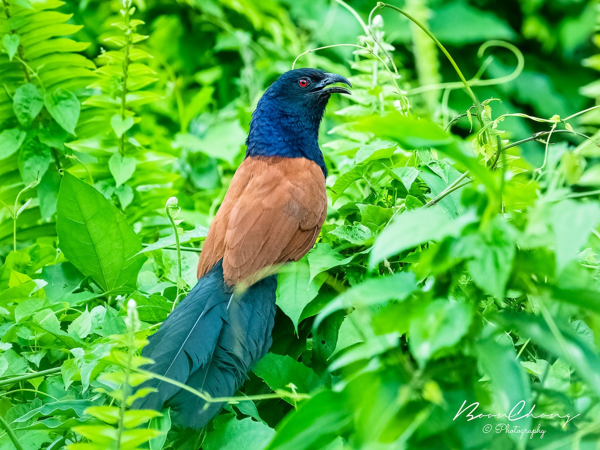 Greater Coucal - ML444767041