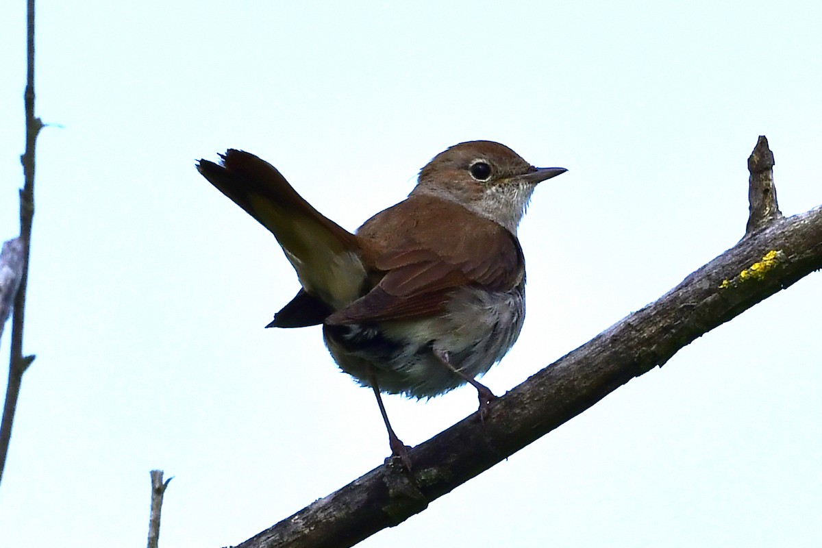 Common Nightingale - Gerd Schön