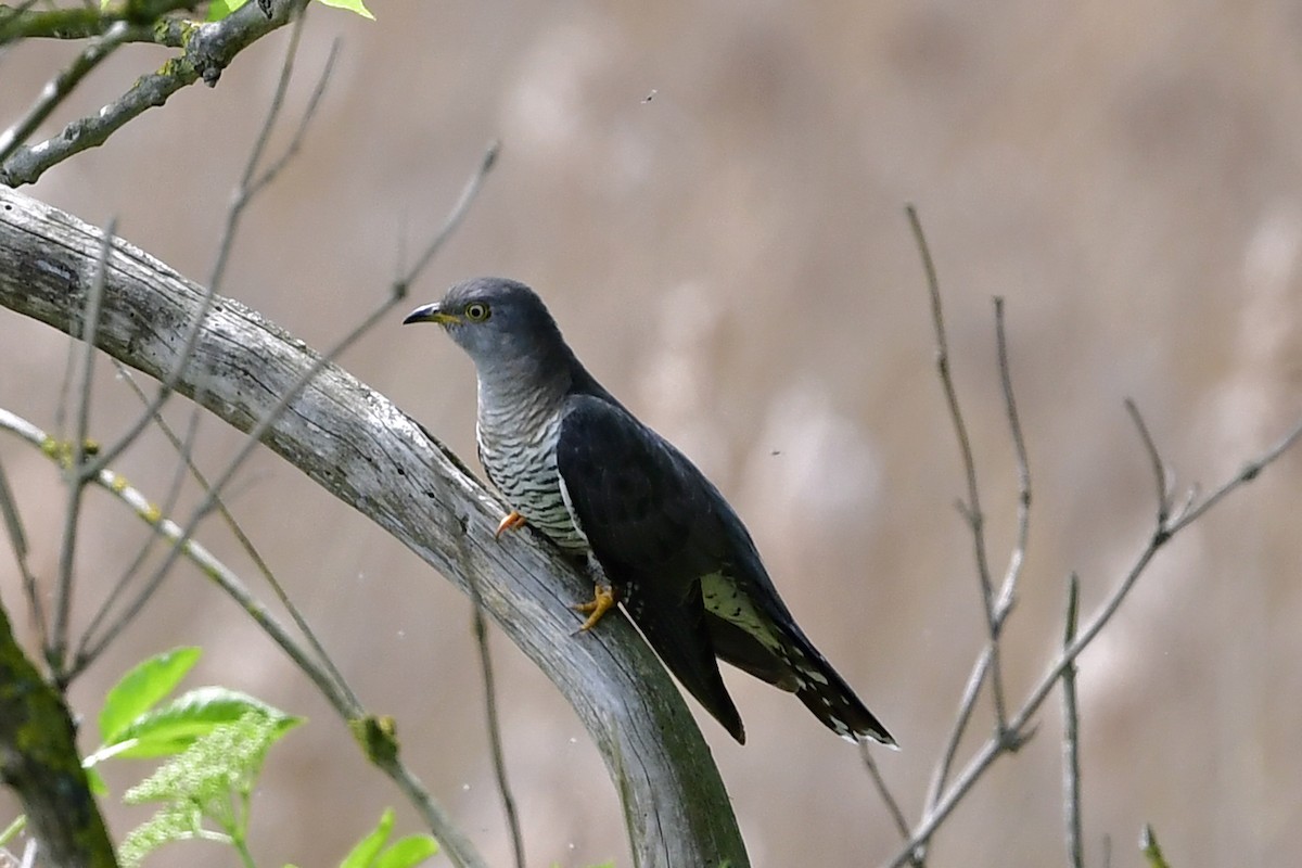 Common Cuckoo - Gerd Schön