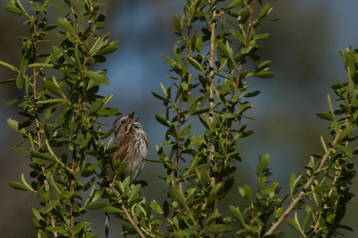 Song Sparrow - Chris Griffin