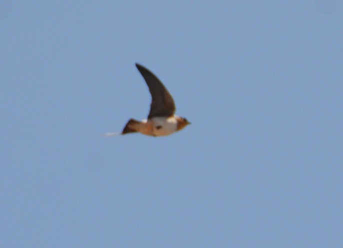 Cave Swallow - ML444781761