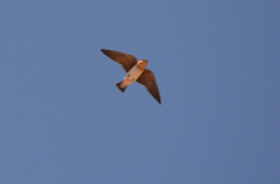 Cave Swallow - ML444781781