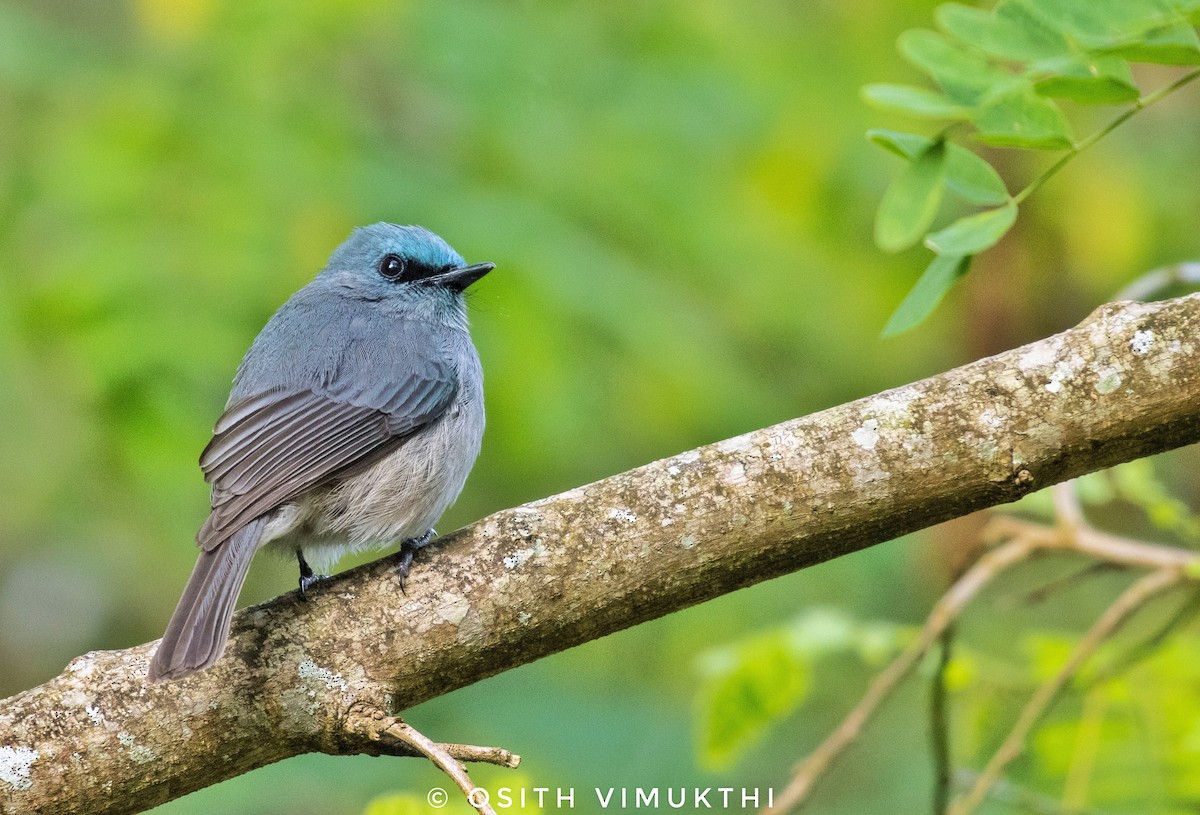 Dull-blue Flycatcher - Osith Jayathunga