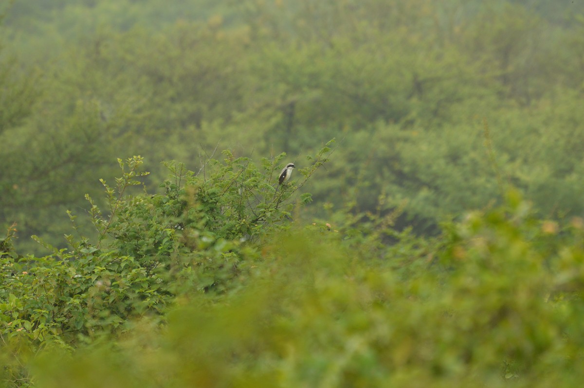 Great Gray Shrike (Indian) - kiran more
