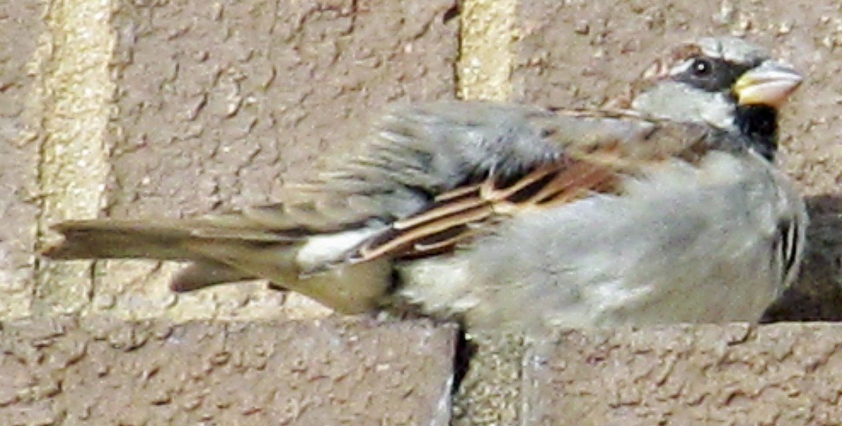 House Sparrow - ML444791901