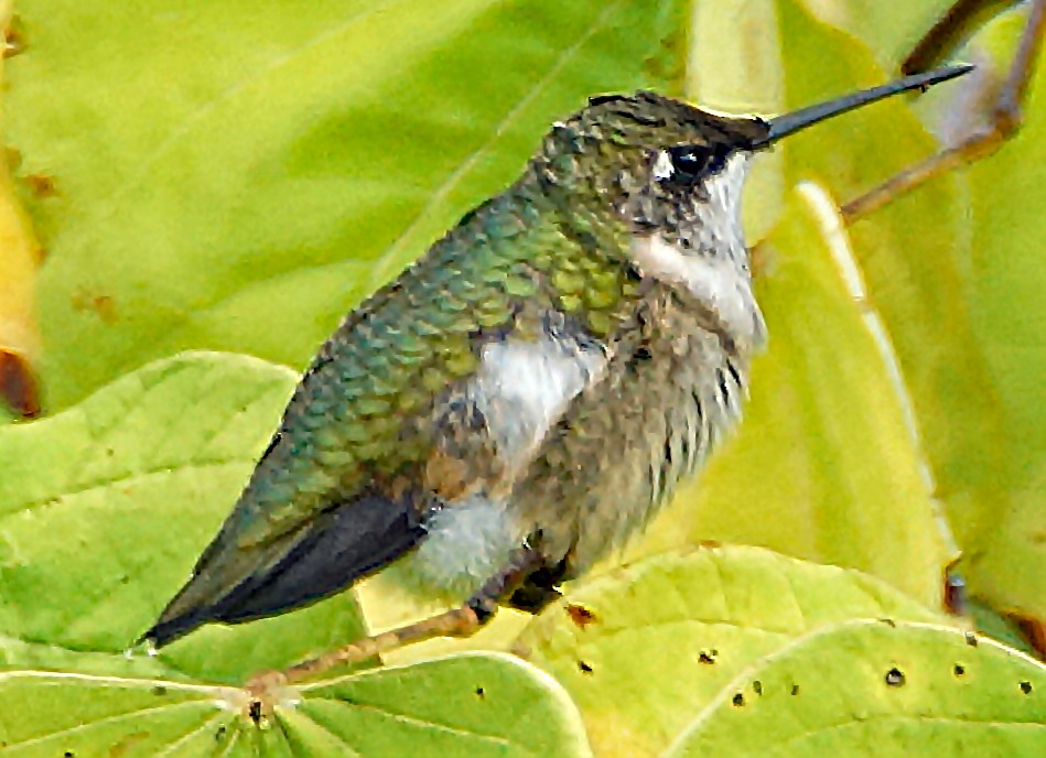 Ruby-throated Hummingbird - ML444791981