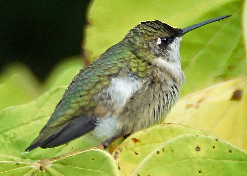 Ruby-throated Hummingbird - David Moore