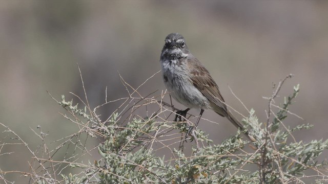Bell's Sparrow (canescens) - ML444792081