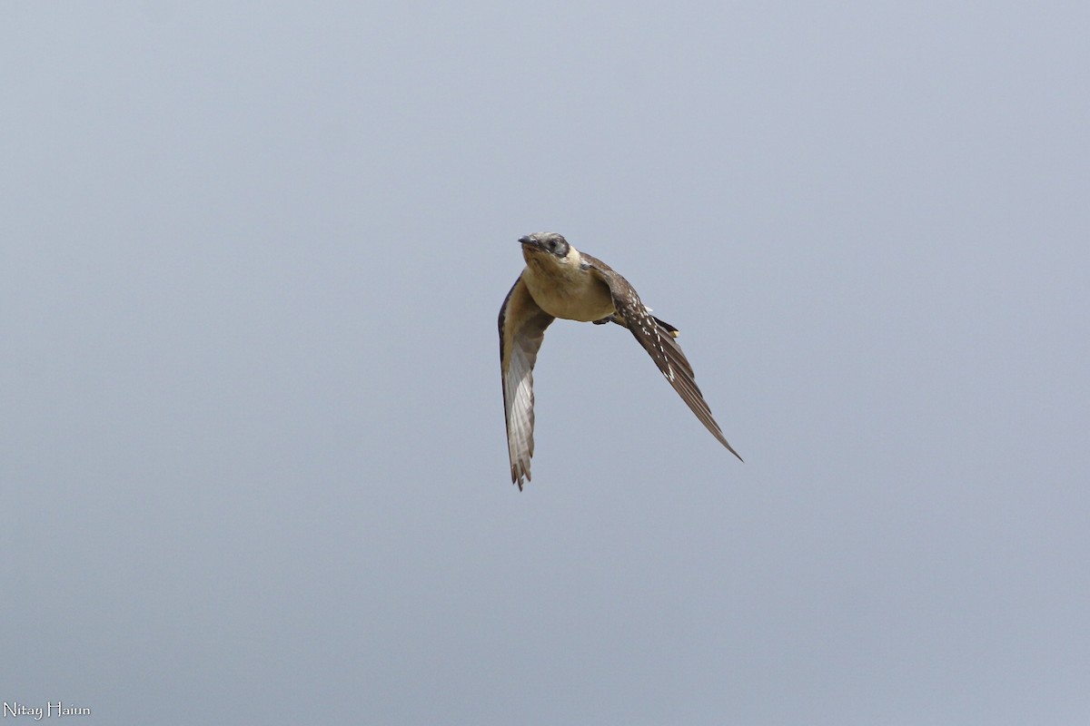 Great Spotted Cuckoo - nitay haiun