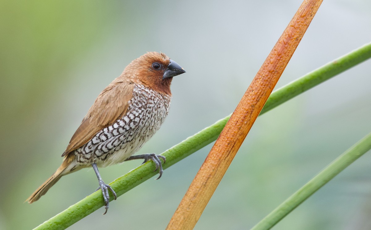 Scaly-breasted Munia (Checkered) - Will Sweet