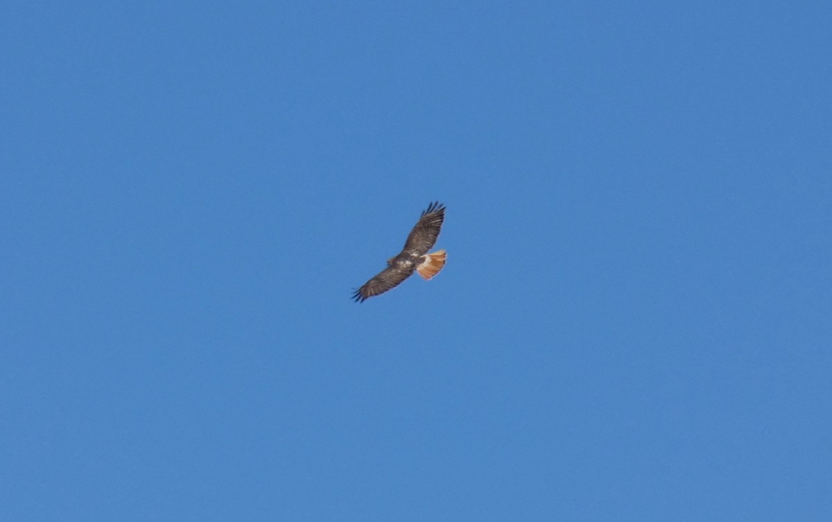 Red-tailed Hawk - ML444800101