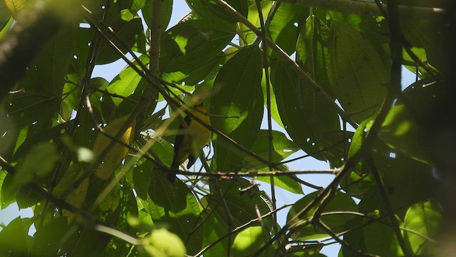 Black-and-yellow Tanager - ML444803231