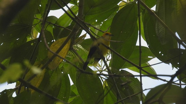 Black-and-yellow Tanager - ML444803391