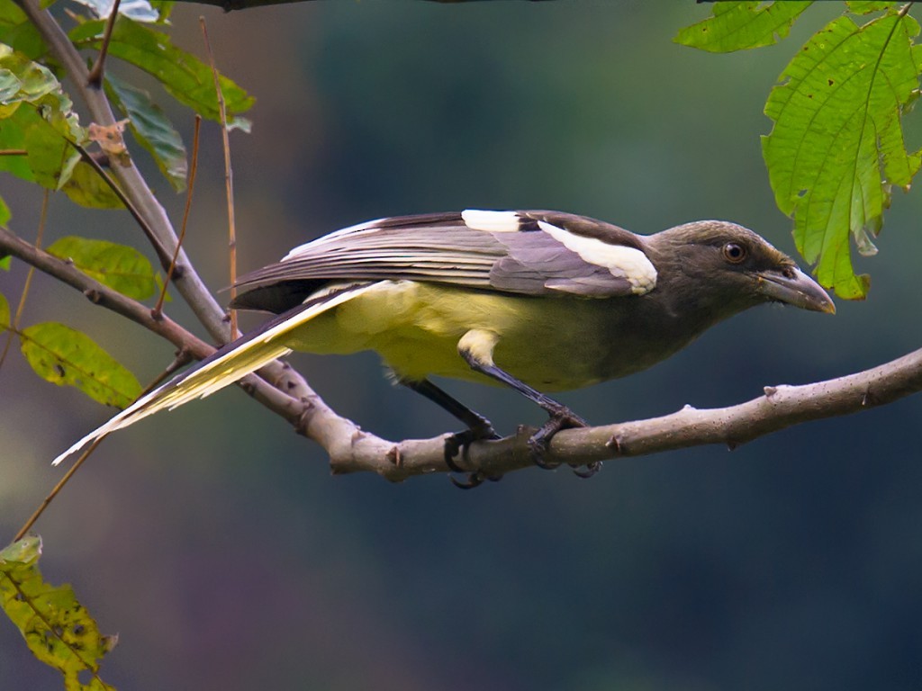 White-winged Magpie - ML44481051