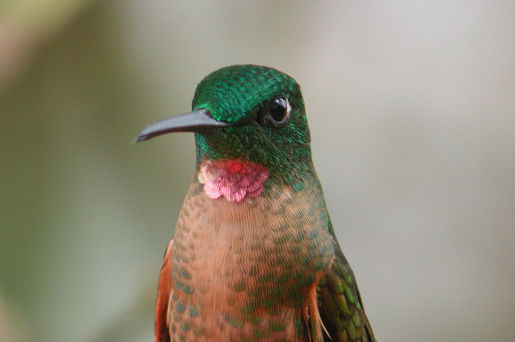 kolibřík hnědobřichý - ML44481121