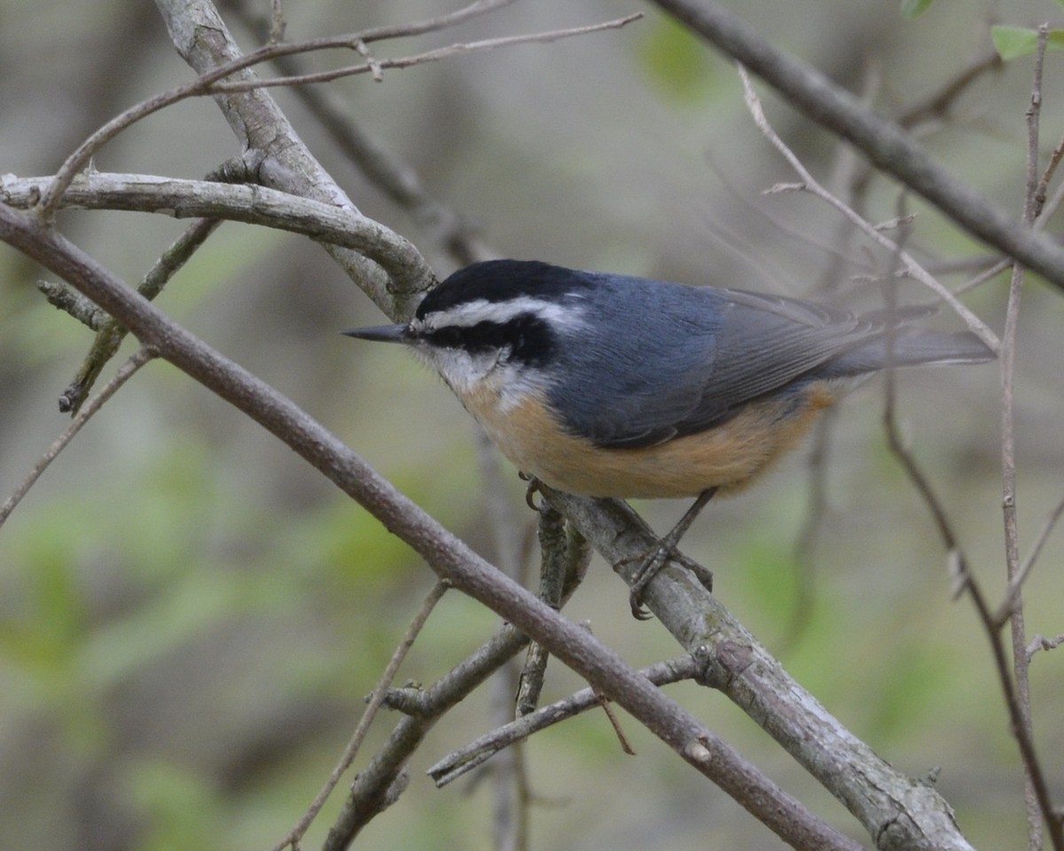 Red-breasted Nuthatch - ML444812221