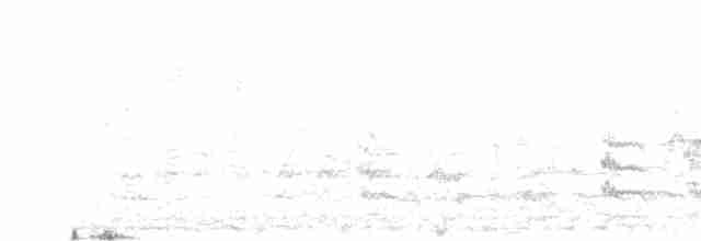 White-banded Mockingbird - ML444814111