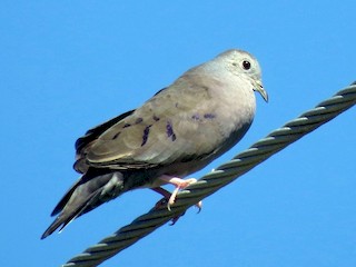  - Plain-breasted Ground Dove