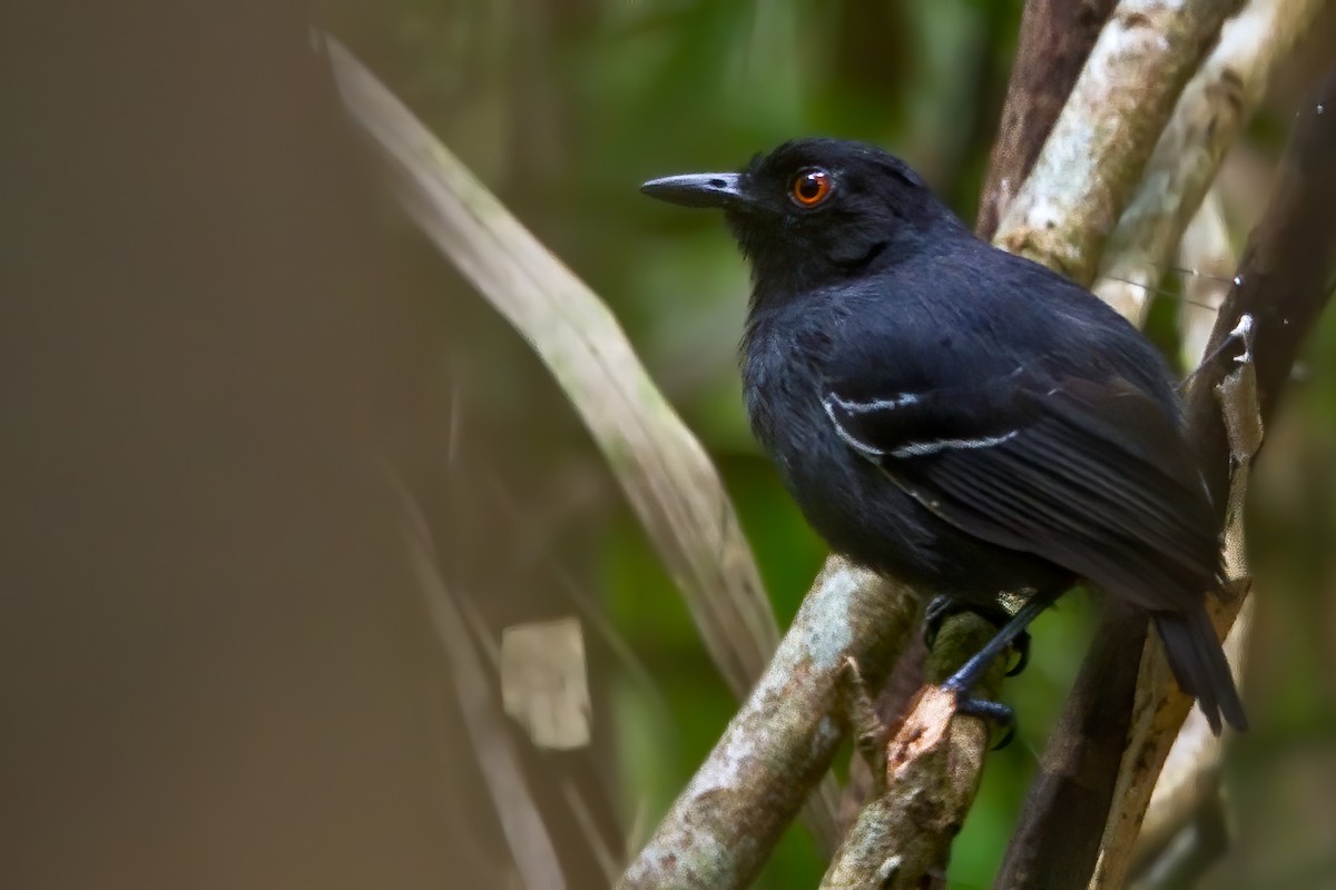 Black-tailed Antbird - ML444825861