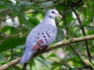 Blue Ground Dove - Claravis pretiosa - Birds of the World