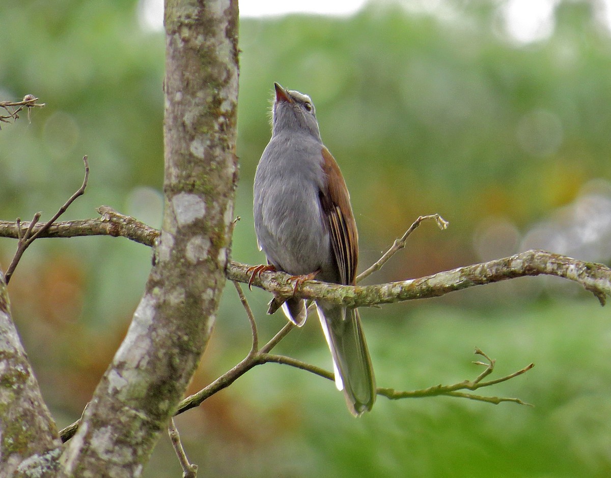 Andean Solitaire - ML44483371