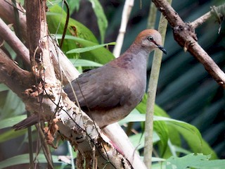  - Gray-chested Dove