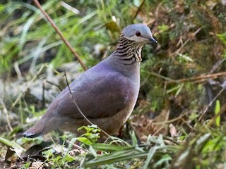  - White-faced Quail-Dove