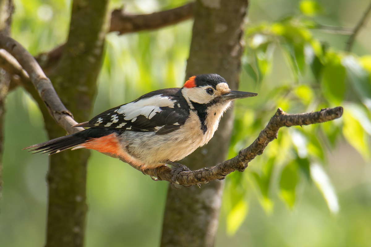 Syrian Woodpecker - ML444842771
