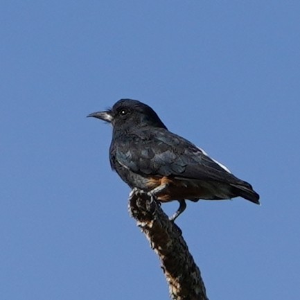 Swallow-winged Puffbird - ML444844651