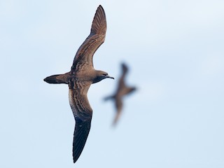 Dark morph - Ákos  Lumnitzer - ML44484471