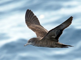 Wedge-tailed Shearwater - eBird
