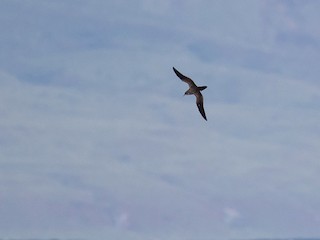 うみのとり オオセグロミズナギドリ - eBird