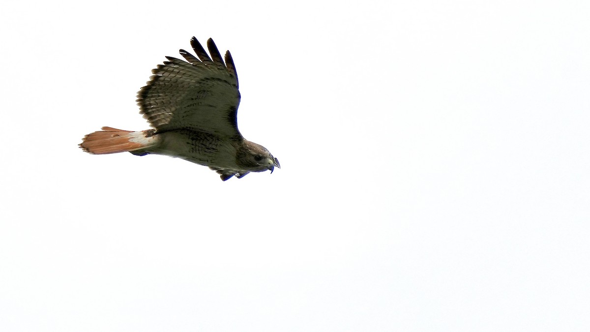 Red-tailed Hawk - ML444848621