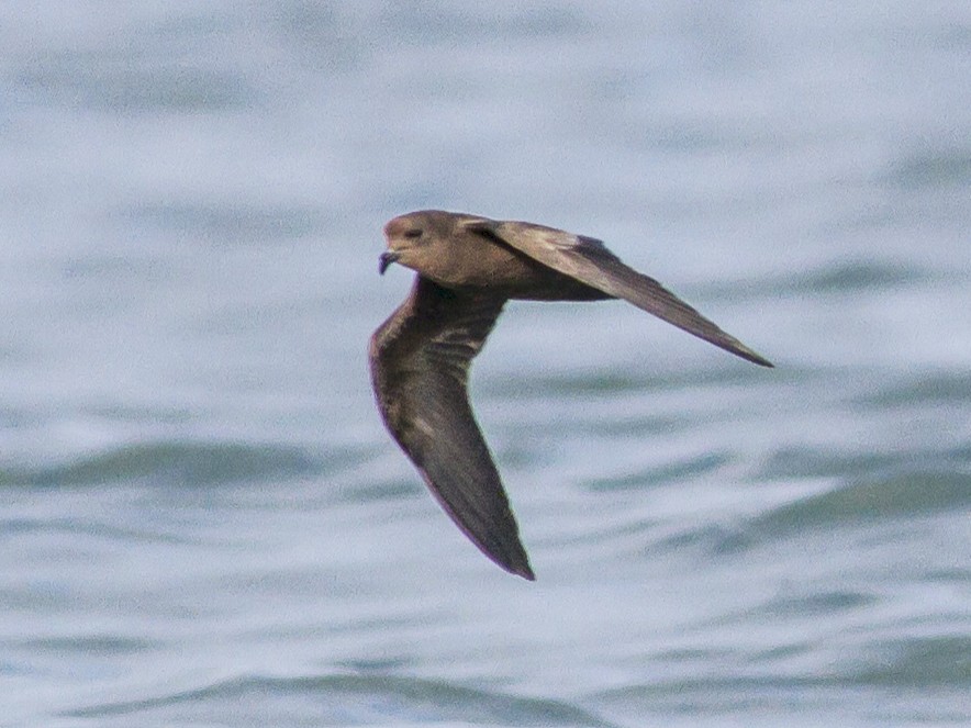 Least Storm-Petrel - eBird