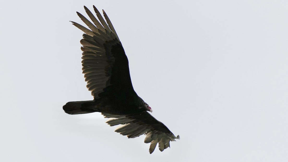 Turkey Vulture - ML444849281