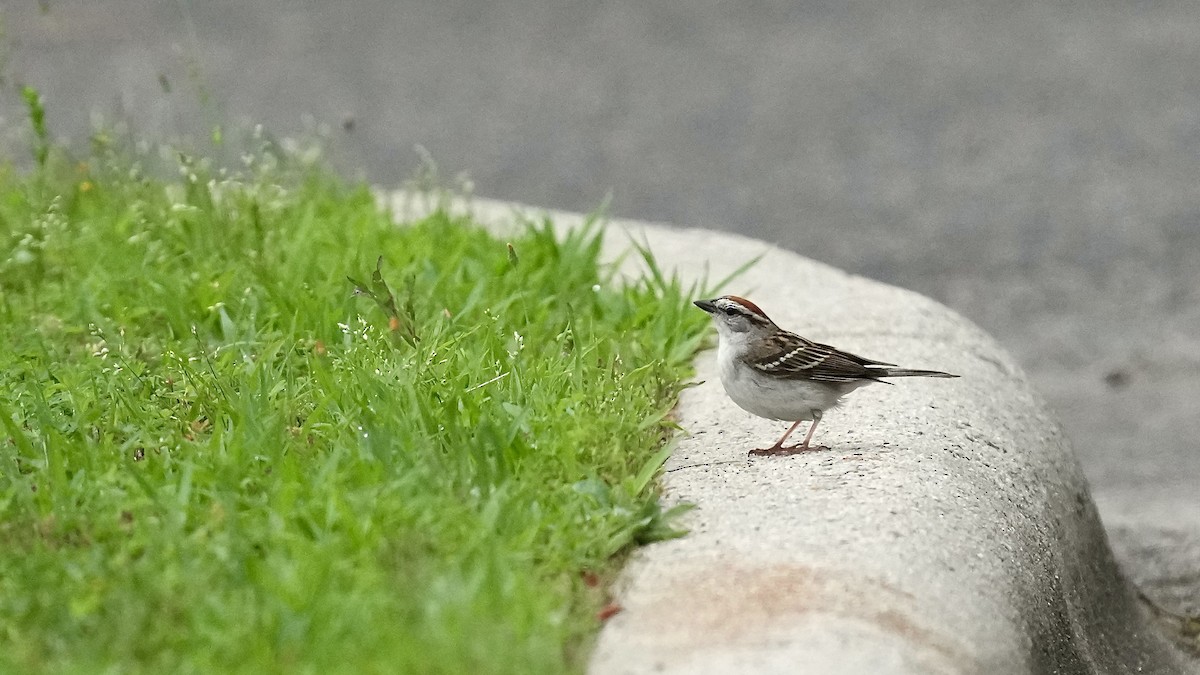 Chipping Sparrow - ML444849871