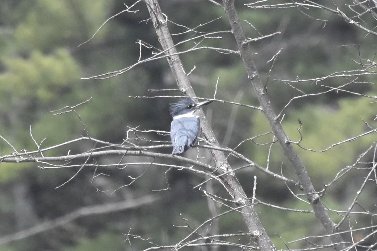 Belted Kingfisher - ML444850081