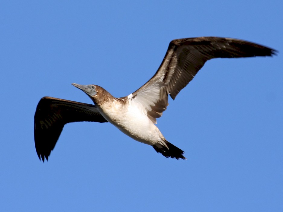 Blue-footed Booby - Steve Collins