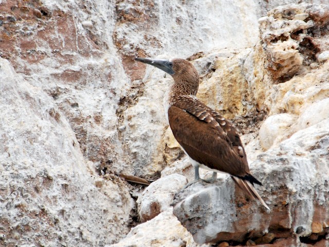 Blue Footed Booby Sula Nebouxii Images – Browse 5,120 Stock Photos,  Vectors, and Video