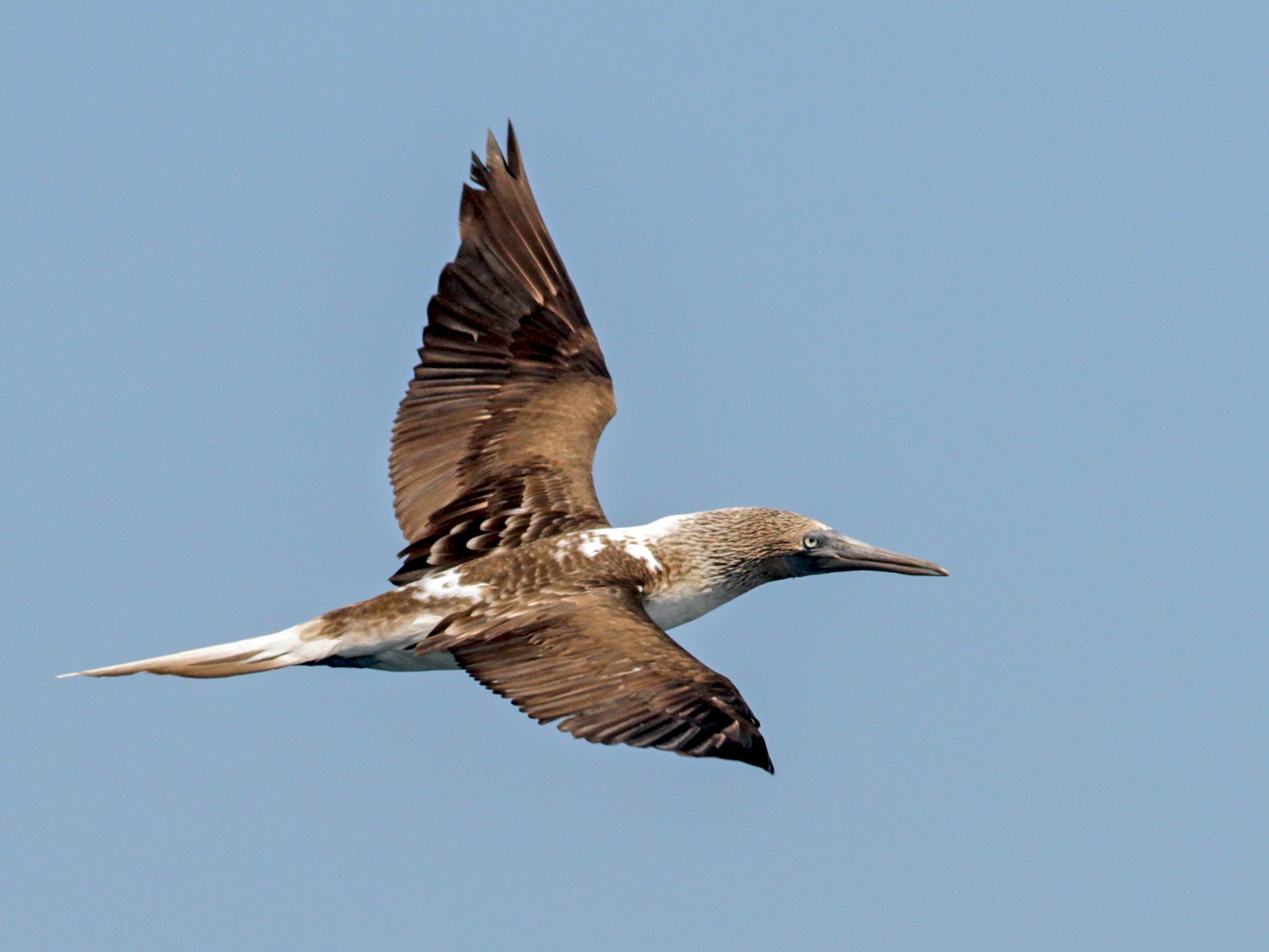 Blue-footed Booby - Ian Davies