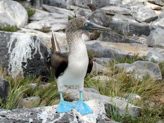 Blue Footed Booby , Sula Nebouxii, is a Marine Bird. Stock Video - Video of  evolution, white: 288659089