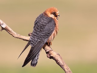  - Red-footed Falcon