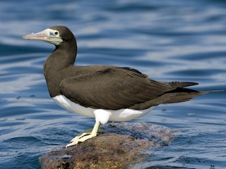  - Brown Booby (Brewster's)