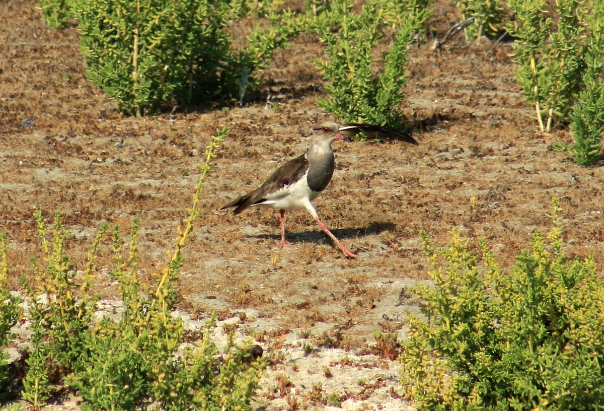 Andean Lapwing - ML44486381