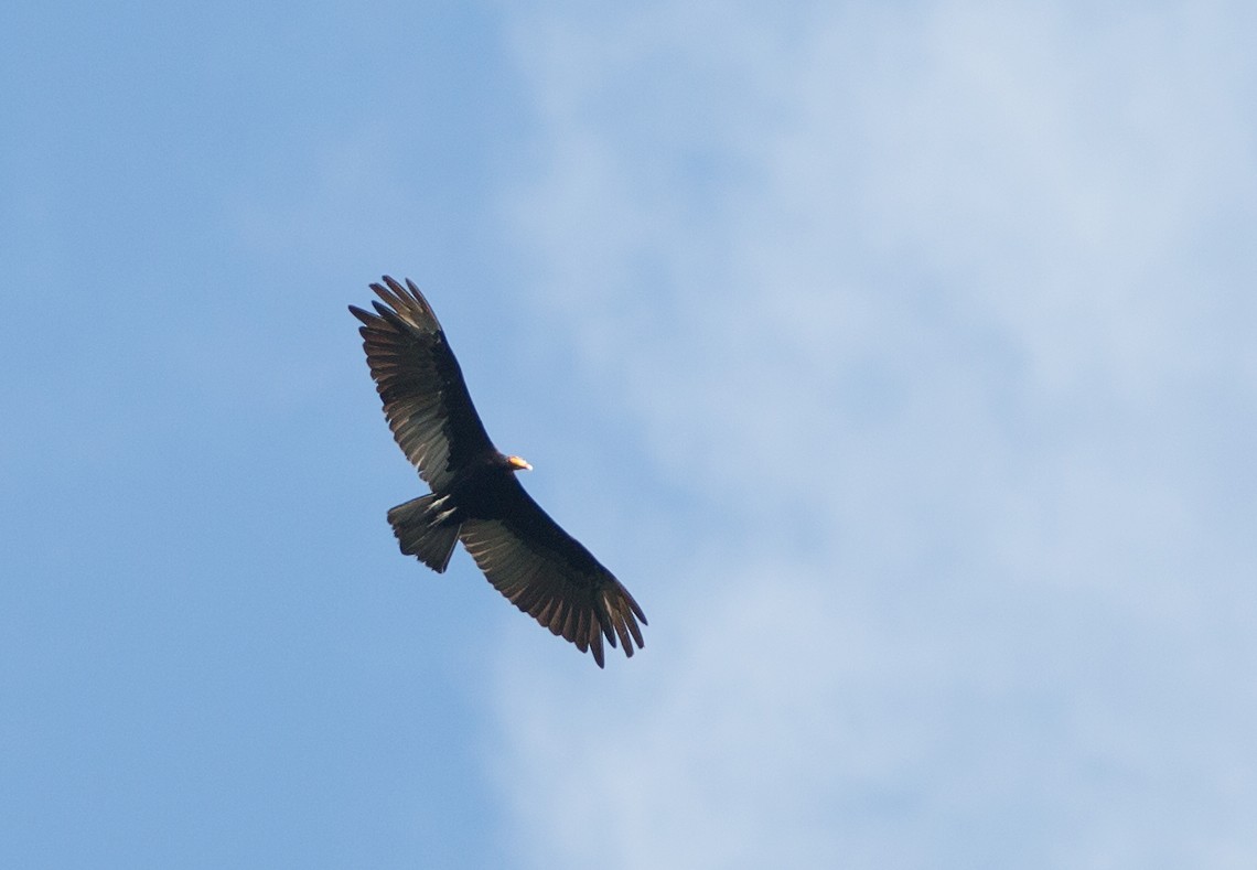 Greater Yellow-headed Vulture - Suzanne Labbé